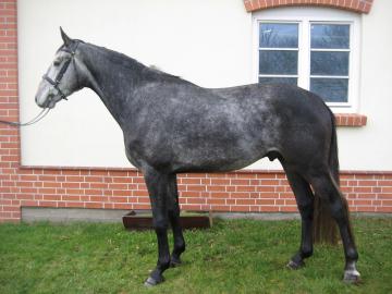 horses for ghorse verkopen een paard