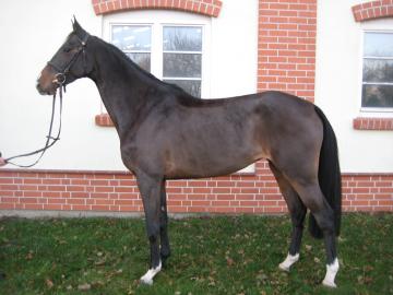 estehevonen showjumping horse